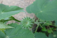 Abutilon indicum subsp. indicum